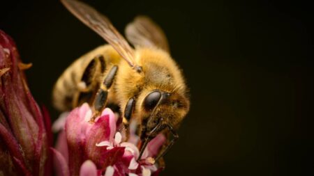 Mitos sobre las abejas