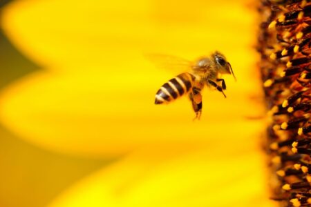 10 preguntas frecuentes sobre las abejas que debes saber